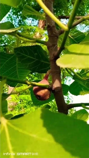 Garden Fresh Fig 🍇 Close-Up Harvest Moment#garden #nature #fruit #shorts