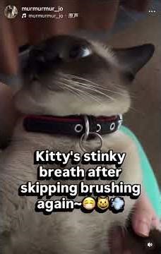 反逆的な子猫は歯磨きが嫌いで、叱られると無邪気で無知な顔をする PSA: Cat breath shouldn‘t smell like an ashtray! 🫢