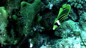 Diving in French Polynesia offers mesmerizing underwater view of fish and coral. Swimming amongst schools of fish, one can experience thrill of being surrounded by kaleidoscope of colors and movement.