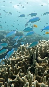 Lizard Island’s location on the doorstep of the Great Barrier Reef means you have access to the world’s most incredible reefs and marine life, just a step off the shoreline. Video: Sailing Catwalk | Lizard Island