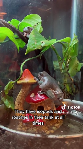 Setting up my frogs winter tank! 🐸💖🐸💖#frog #froggies #frogs #frogsoftiktok #amphibian #HuluChippendalesDance #BeTheReasonVisa #amphibians #amphibiansoftiktok #amphibiantiktok #frogtok #fyp #foryou