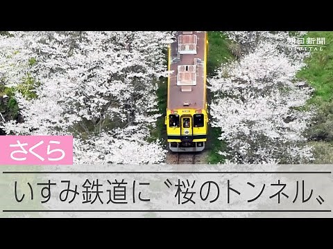 線路の両脇、花が彩るローカル線 いすみ鉄道に「桜のトンネル」