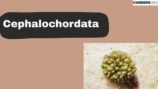Cephalochordata: Definition, Meaning, Classification, characteristics, Structure, Function