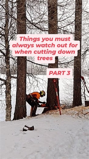 Antti Luiro on Instagram: "Falling tree parts Whenever a tree is felled with a chainsaw, there is a risk that the logger may be injured by a falling branch or treetop. Branches fall from trees most commonly when felling old or poorly conditioned trees that have partially dried out or begun to decay. The risk is clearly higher if the tree being felled is in contact with nearby trees, as shown in the video. When felling a tree, try to keep an eye on the treetop and branches. As the tree begins to 