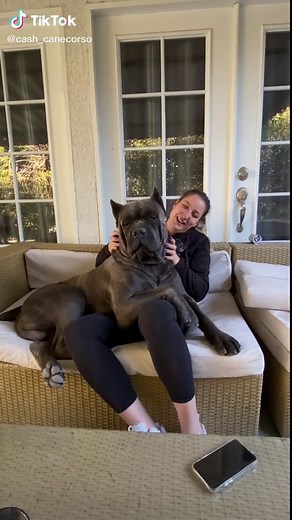 Oversized Cane Corso: A Lapdog Like No Other