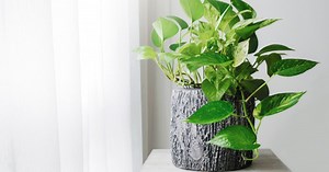 What’s a pothos plant and how can you keep one alive?