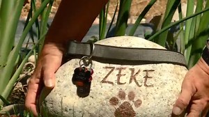 Project Chip creates free dog micro-chipping