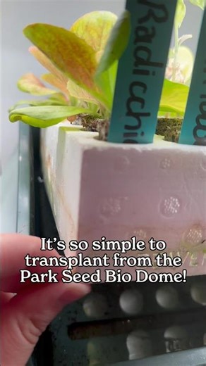 How to Transplant Seedlings from the Park Seed Bio Dome (So Easy!)