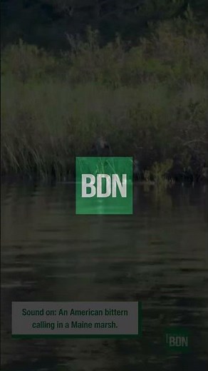 American bittern calling in a Maine marsh