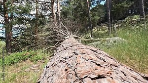 Camera scanning the trunk and the branches of a large fallen tree in a pine forest