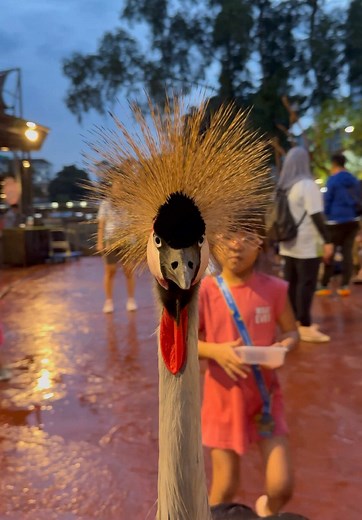 Explore 99 Wonderland Park: Flamingos and Geese Adventure