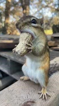 Chipmunk Mating Season Changing Patterns