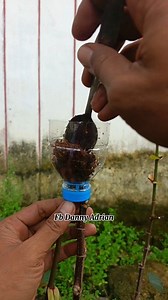 232K views · 1.1K reactions | Air Grafting Technique Practice with Used Plastic Bottles: Simple and Easy  #bonsai #bonsaitree #lifestylefb | Danny Adrian | Facebook