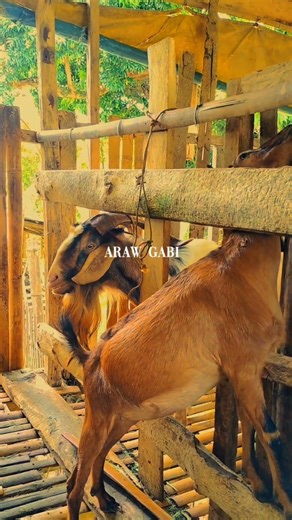 Langhap sarap. Ano kaya ang nalanghap nya?🤔🤭 Abay matindeee kang kambing ka.😅🐐🤣
