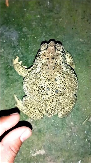 The Funniest Big frog and toad and Water Frog moments!