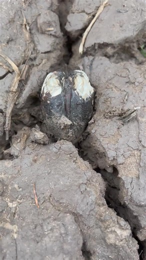 High quality pearls inside shell #pearl | Brian Freeman A