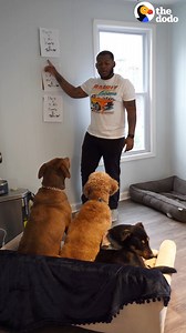 4.6M views · 200K reactions | Guy browsing Petfinder accidentally gets a second dog ... then a third one shows up on their road trip!  | The Dodo | Facebook