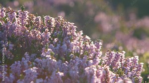 Heather flowering on the moors above Haworth the home of the Brontes, West Yorkshire Stock Video