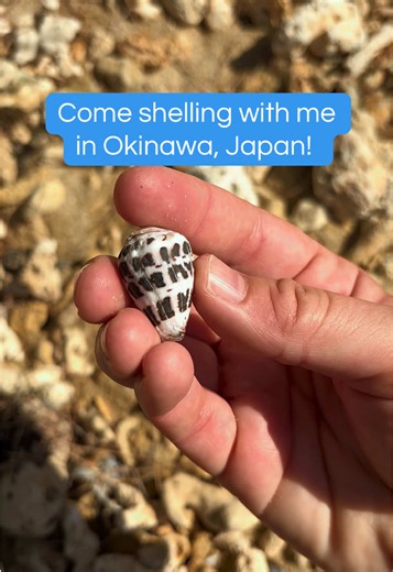 Just out here collecting shells and forgetting about responsibilities.☺️ #shells #shelling #beachcombing #okinawa #japan