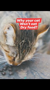 1.7K views · 30 reactions | Why your cat won't eat dry food #catlover #catreels #catviral #reelcats #CatCuteMoments #catreelsfbviral #catfacts #catdying #catlife #catcute #cattrending | All about cats | Facebook