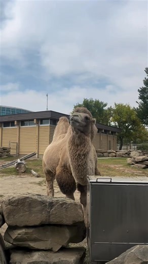 Even when there’s construction on the go - there’s always lots to see on a visit to Exploration Asia! 🤩 From our caravan of Bactrian camels to our elusive Pallas’s cats, discover the unforgettable animals that call this zone home. 🐫 🦎 🐅 #YourZooYYC | The Calgary Zoo