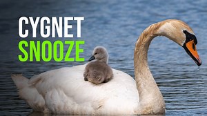 The UK’s @WWT Washington Wetland Centre boasts “Flamboyant flamingos, cheeky otters, an array of ducks, geese & swans, plus 103 acres of wild reserve, wetlands & woodlands for you to explore!” A few days ago the center snapped this video and some wonderful photos of a wild mute swan cygnet riding atop its mom’s back! 📷 Ian Henderson | ZooBorns