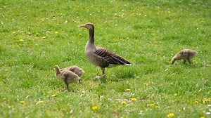 Geese, Goslings, Goose Family. Free Stock Video