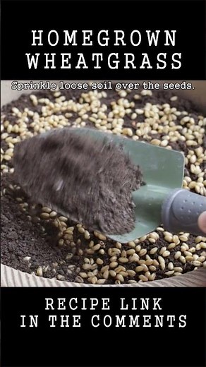 Growing wheatgrass at home in just 12 days