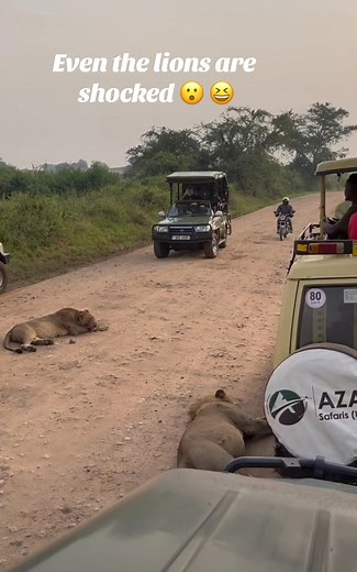 Hilarious Lions Reactions on Safari | Funny Wildlife Videos