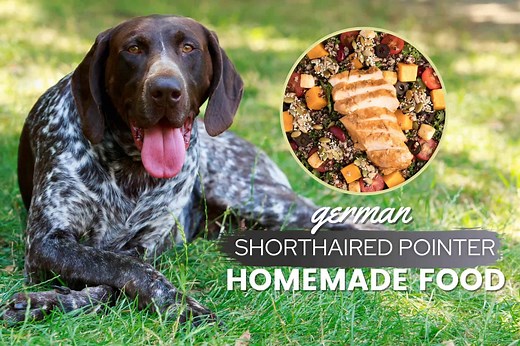 German Shorthaired Pointer Homemade Food Recipes & Cooking Guide - Canine Bible