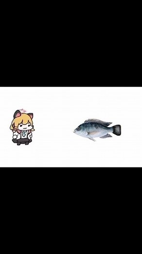 OMG Fish Videos Compilation