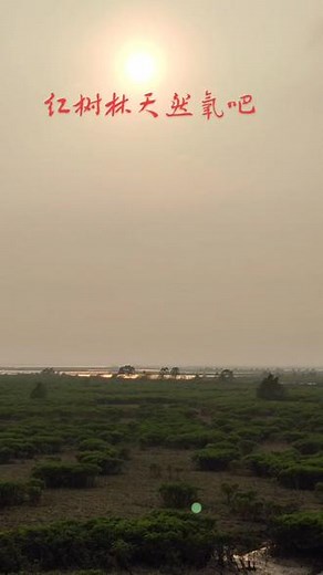 红树林天然氧吧，国家级珍稀植物，生长于海岸滩涂浅滩的特殊植物#红树林#广西钦州
