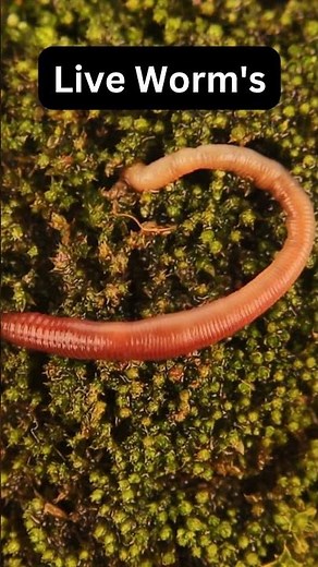 Master Live Bait: Catch Giant Catfish Every Time