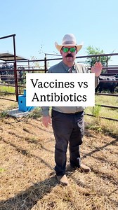273K views · 6.7K reactions | Loaded in some fresh feedlot steers today! Vaccines ≠ antibiotics. One prevents, the other treats. Let’s clear that up.#AnimalHealth #BeefEducation #TexasRanch #Feedlot #Cattle #Ranch #Ranching | Bar 7 Ranch | Facebook