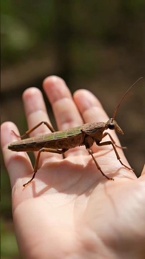 This Insect Becomes Invisible 😱 | Stick Insect Facts