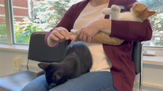 5.6K views · 160 reactions | We are thrilled to be fostering five kittens as part of our fostering program with SCAT Street Cat Rescue and oh boy are they cute! Sherbrookes Alison Fox introduces you to Wholio, Whatson, Wendy, Whereverly and Whynona in this video. We want these five kittens to find their forever homes! You can visit the SCAT website to fill out an adoption form or get in touch with Alison to meet them in person! | Sherbrooke Community Centre | Facebook