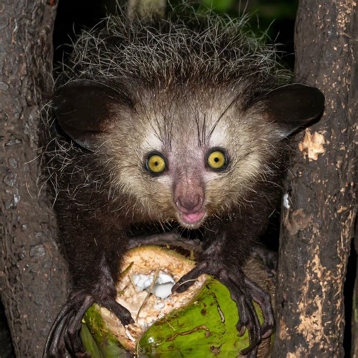 Aye aye whoop #funny #memes #ayeaye