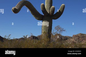 Three Giant Saguaros (Carnegiea gigantea) at Hewitt Canyon near Phoenix. Organ Pipe Cactus National Monument, Arizona, USA Stock Video Footage - Alamy