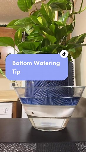 Bottom Watering Plants: The Simple & Effective Technique