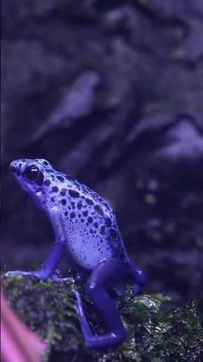 Dendrobates tinctorius „Azureus“ Blaue Eleganz im Terrarium