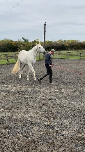 2.8K views · 167 reactions | Playing with the ball of fire that is Hector  #OGPerformanceHorses #TeamOG #Bestteam #horse #horsesofinstagram #beastmode #libertyhorses #liberty #trickriding #horsetraining #dressage #airsabovetheground #spanish #andalusian #lusitano #pre #yeguadainspirada #stallion #gelding #tricks | OG Performance Horses | Facebook