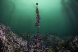 In the Pacific, Global Warming Disrupted The Ecological Dance of Urchins, Sea Stars And Kelp. Otters Help Restore Balance. - Inside Climate News