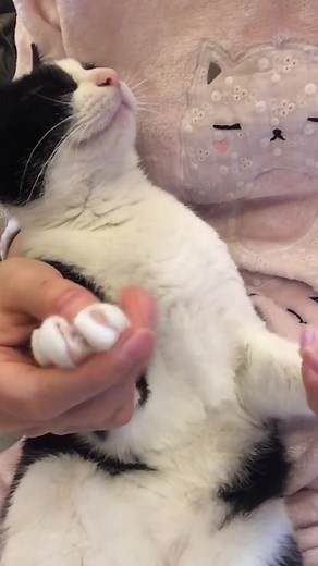 running__cat on TikTok