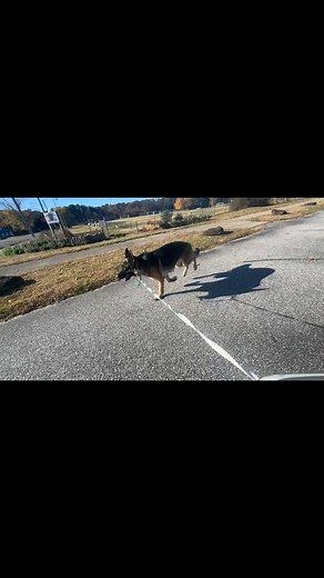 Morning exercise for Abby🌞 | Balanced K9 Services
