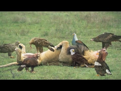 Special Forces "Eagle". That's Why Eagles Should Be Given the Title "King of Beasts".