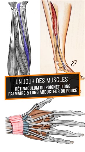 Isabelle Trombert Massage & Somatics on Instagram: "🇫🇷 Vous connaissez cette structure ? Un jour, un muscle : aujourd’hui, zoom sur le rétinaculum du poignet ! 📍 Où est-il ? C’est une bande fibreuse située à l’avant du poignet, formant le toit du canal carpien. 🔎 À quoi sert-il ? Il maintient les tendons des fléchisseurs en place, protège les nerfs et vaisseaux qui passent dans le canal carpien et contribue à la stabilité du poignet. Il est étroitement lié au tend