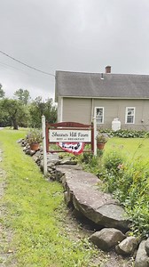 1K views · 24 reactions | Shearer Hill Farm B&B, a charming working...