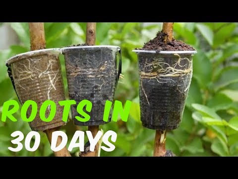 Air Layering Pomegranate Trees: The Ultimate Guide