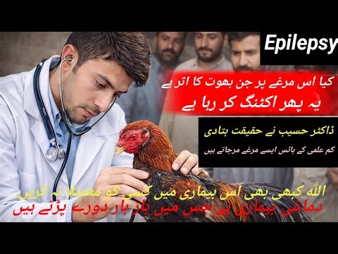 Epilepsy In Aseel chicken Murga Ya Murgi ki mirgi ka mukamal ilaj ( Dr hasib Animal treatment )