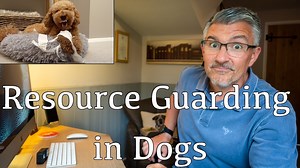 This video takes a look at the subject of resource guarding in dogs, which in other words means that your dog has something it will not readily give up. Dogs can demonstrate this behaviour to varying levels, ranging from a reluctance to give the item up, through to aggression that depending on the severity can be dangerous for people and dogs that are nearby. The video attempts to offer a number of pointers that can be effective for both prevention (always preferable) and a cure. Interestingly, 